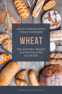 What’s Wrong with Today’s Modern Wheat? susanuneal.com