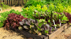 15 Tips for Starting a Vegetable Garden