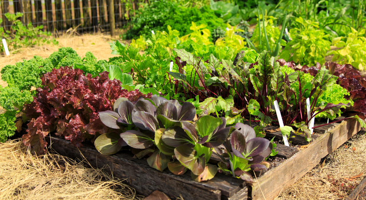 15 Tips for Starting a Vegetable Garden