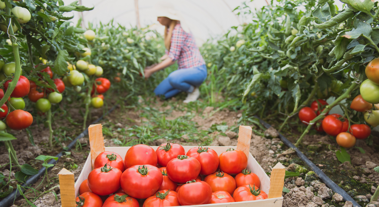 15 Tips for Starting a Vegetable Garden