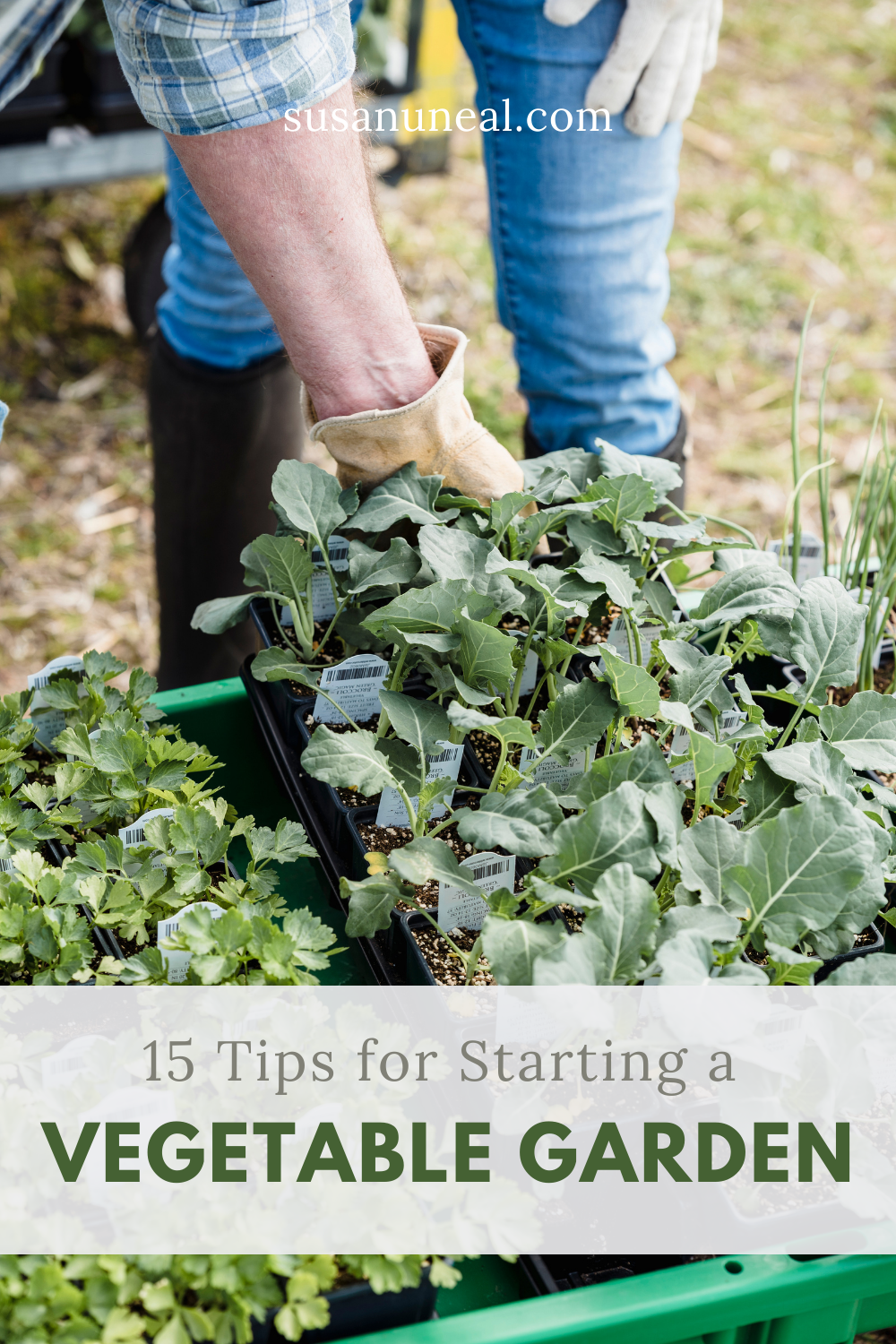 15 Tips for Starting a Vegetable Garden